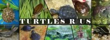 Turtles R Us